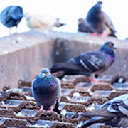 防鳥対策・ハチの巣駆除